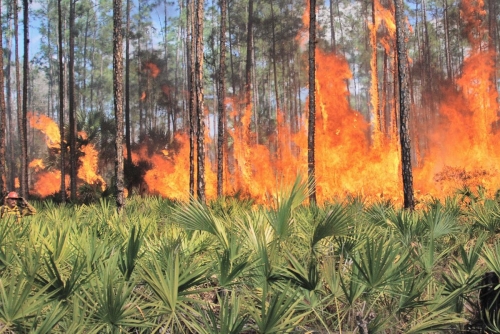 Major increase in Croatian wildfires this year