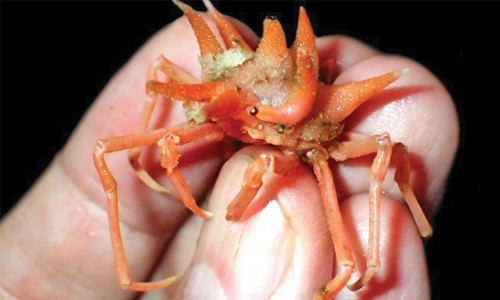 Fuzzy crab, shiny-eyed shrimp  discovered on Java expedition