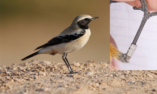 Bahraini chronicles over 17k migratory birds 