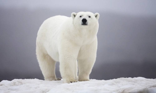 In rare attack, polar bear kills two people in Alaska