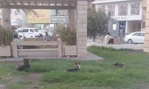 Stray dogs pose danger to public in Capital region