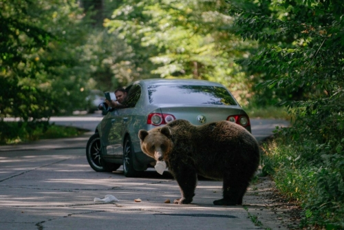 EU Nations Call to Lower Bear Protection Status