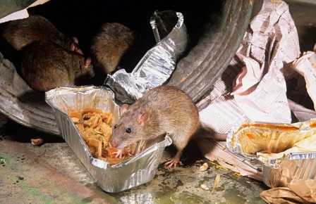 Newborn dies after rat bites in Indian hospital: mother Newborn dies after rat bites in Indian hospital: mother