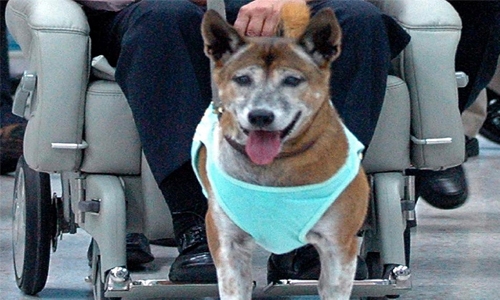 Thai king's favourite dog dies, after 'insult' arrest Thai king's favourite dog dies, after 'insult' arrest