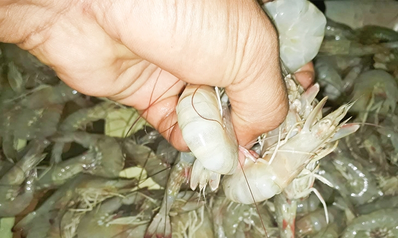 Poverty cited as reason for violating shrimping ban