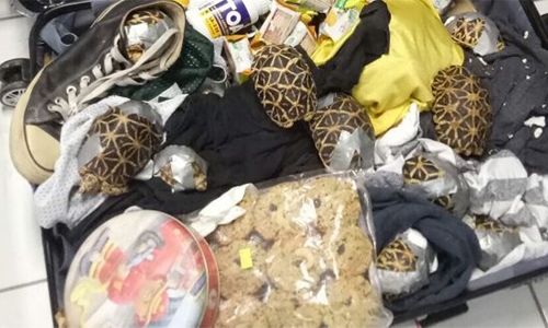 Philippines seizes 1,500 rare turtles in luggage Philippines seizes 1,500 rare turtles in luggage