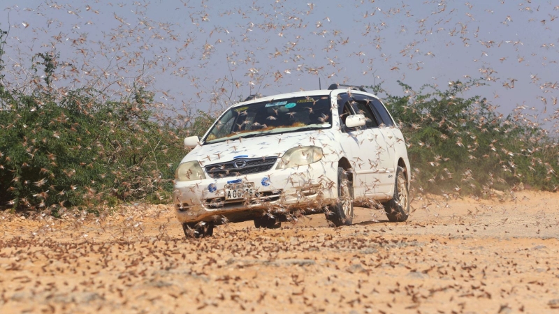 Kenya facing 'unprecedented threat' from swarms of locusts
