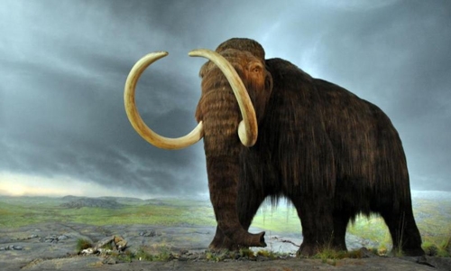 Mammoth moves: frozen cells come to life