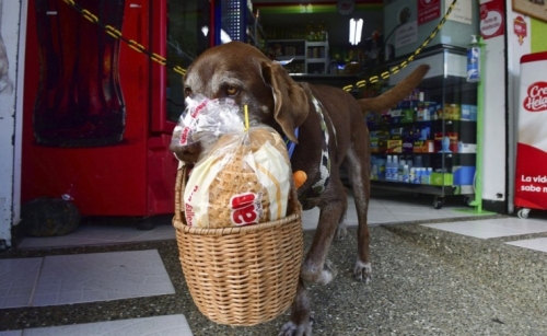 Doggy deliveries help Colombians shop during pandemic