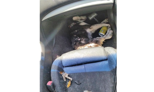 Dog dies after being  locked in a parked car