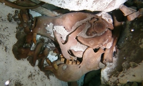 Ancient species of giant sloth discovered in Mexico Ancient species of giant sloth discovered in Mexico