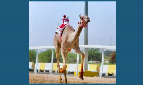 ‘Trom’ Secures First Place at Amir of Qatar Camel Racing Festival