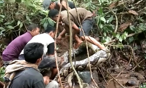 Indonesians wrestle with giant python