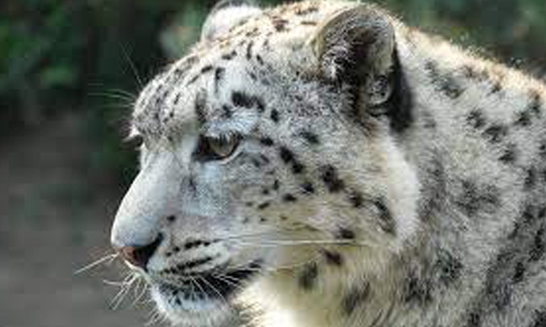 Three snow leopards die of Covid-19 complications at US zoo
