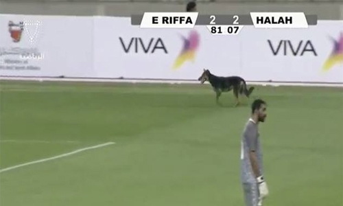 Stray dog trespass into football match in Bahrain