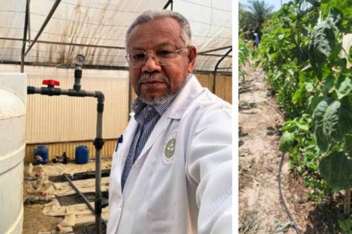 Is Bahrain’s Date Palm Farming Using Excess Water?