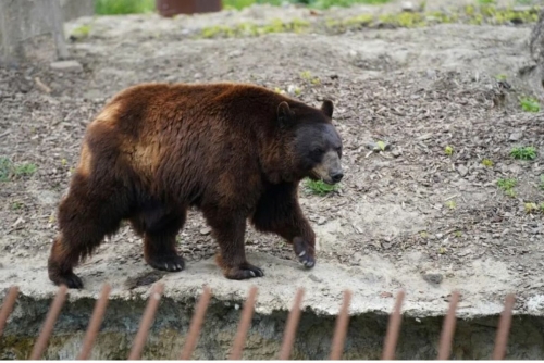 'Extremely intelligent' bear at large in Japan after hurting four