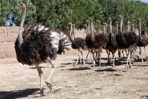 Ostrich and emu ancestor could fly, scientists discover 