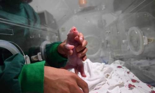 Giant panda gives birth to twins at record 23 years old