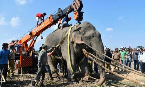 Rogue elephant dies in captivity after killing villagers