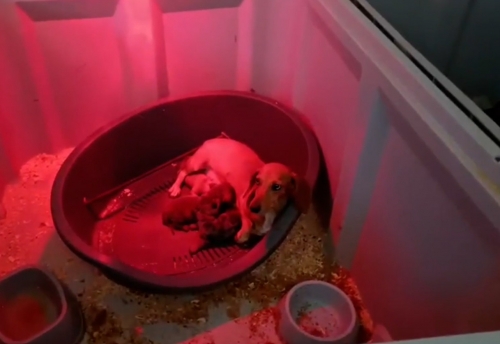 Exotic Animal Trafficking Network Busted in Spain; 10 Linked to Investigation Exotic Animal Trafficking Network Busted in Spain; 10 Linked to Investigation