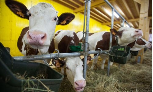Bird flu detected in US dairy cattle