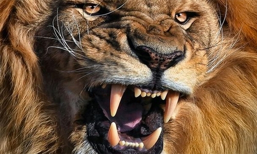 Sick lioness kills park worker