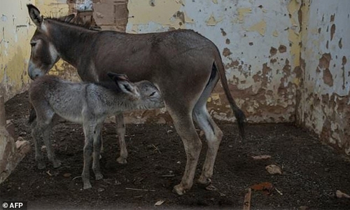 Botswana bans export of donkey products Botswana bans export of donkey products