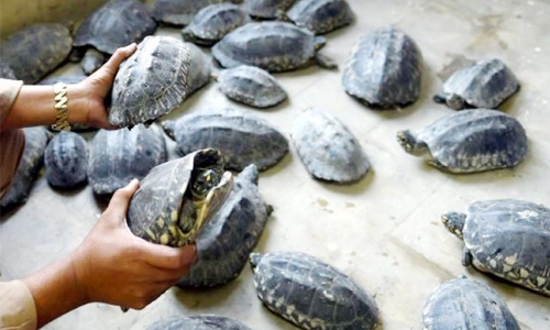 Indian police rescue 6,000 turtles in 'largest' haul