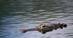 Australian town holds funeral for crocodile