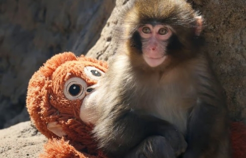 Two Americans Arrested After Zoo Stunt Involving Viral Baby Monkey ‘Punch’ in Japan