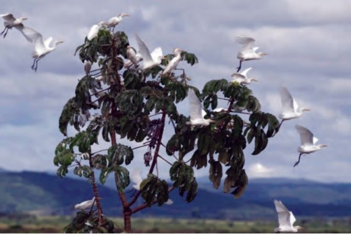 Forty new migratory species win international protection: UN body Forty new migratory species win international protection: UN body