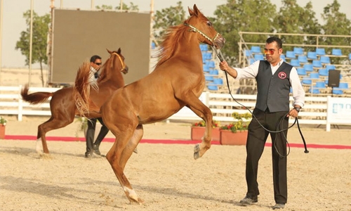 Horsepower! Horsepower!