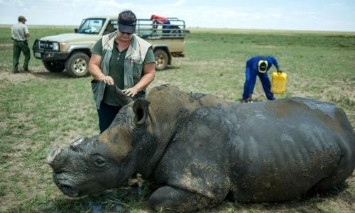 South Africa's first online rhino horn auction set to open