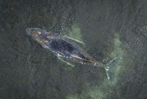  Race to Save Stranded Whale in Germany Sparks Hope and Debate