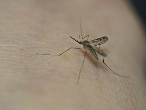 Bahrain intensifies mosquito control programmes