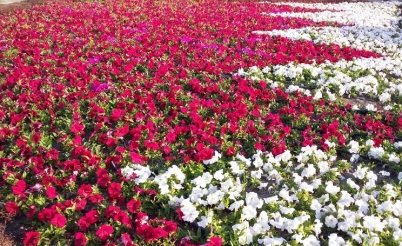 Northern Governorate to form Bahrain flag in Hamad Town by planting ¼ million flowers 