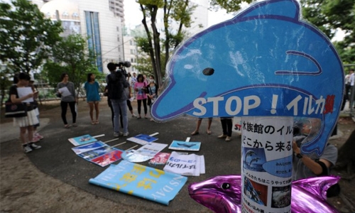 Japan investigating dolphin escape in slaughter town