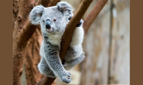 Hundreds of rare koalas feared dead in Australia bushfire Hundreds of rare koalas feared dead in Australia bushfire