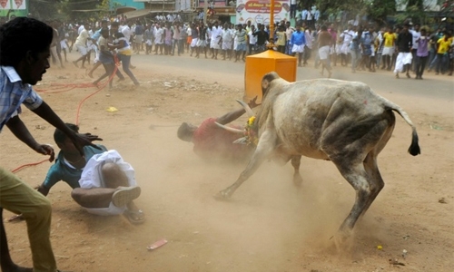 Two killed in Indian bull-wrestling festival