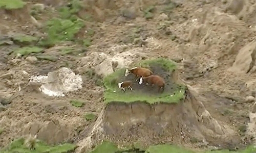 Nowhere to mooove: 3 cows stranded by NZ quake