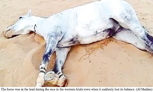 Vet kills race horse for broken leg