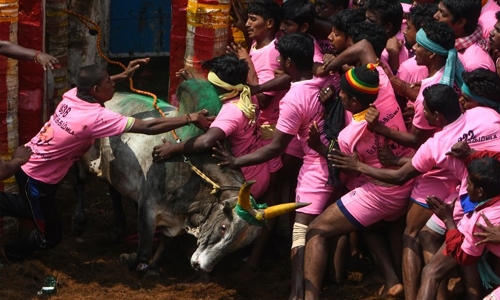 Two gored to death at India bull-wrestling festival
