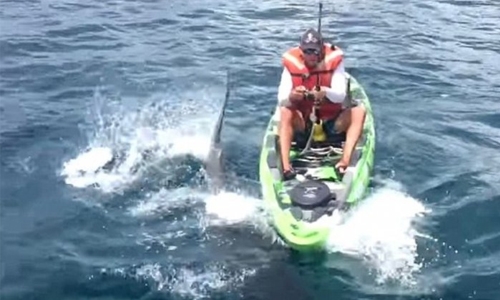 Shark takes bite out of terrified Australian's kayak