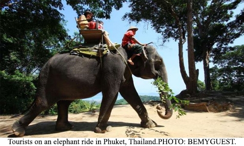 British tourist trampled to death by Thai elephant British tourist trampled to death by Thai elephant