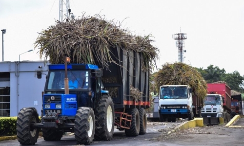 In Mauritius, sugar cane means money, energy