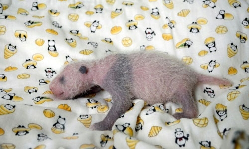 ‘It’s a girl!’: Tokyo zoo announces panda’s sex ‘It’s a girl!’: Tokyo zoo announces panda’s sex