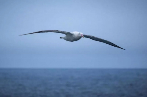 Seabird habitats shrink as ocean heats up: study Seabird habitats shrink as ocean heats up: study
