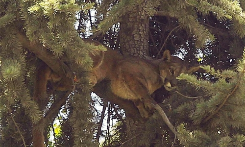 Puma rescued from tree Puma rescued from tree