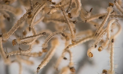 Water crisis increases Zika threat in Venezuela Water crisis increases Zika threat in Venezuela